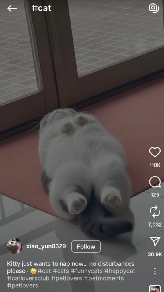Cat hashtags on Instagram